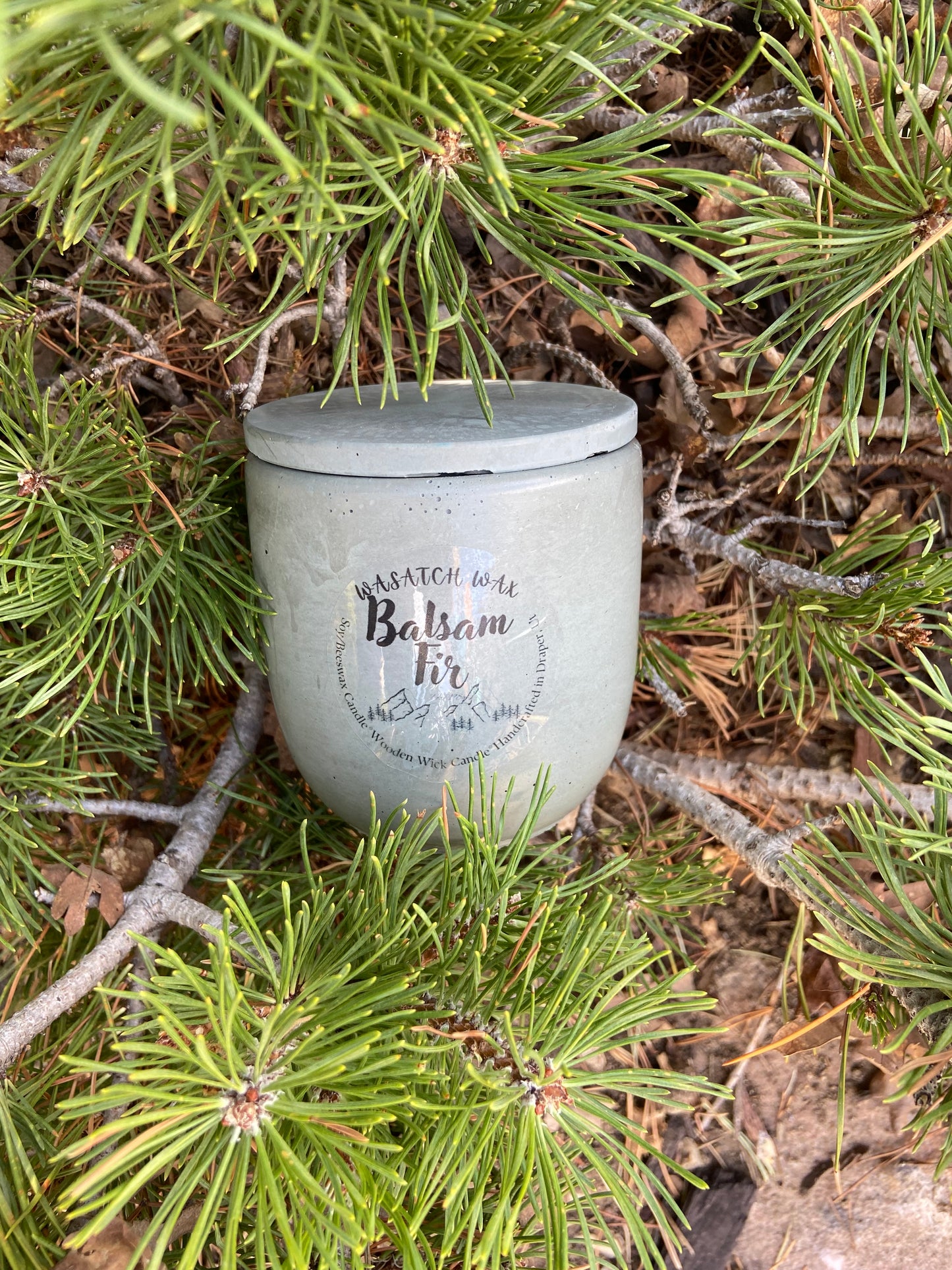 Balsam Fir